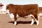 OB Majestic 1197