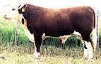 AGA 95 STD 23J