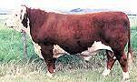Hall Super Derm Lad 4H