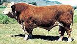 JHR 177D Standard Lad 33G
