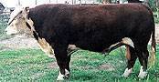 LHHR 74U Ribstone 402D